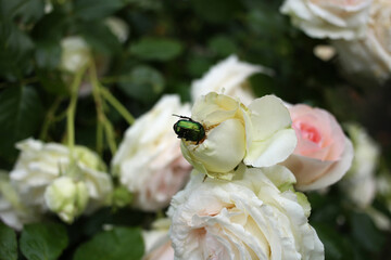 A green chafer beetles pollinates a young white rose bud.