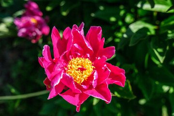 A flower of a pink peony, yellow in the center, in the rays of sunlight on a background of thick green leaves.