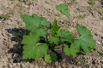 Small plant of zucchini in the garden with green leaves on a background of dry soil.