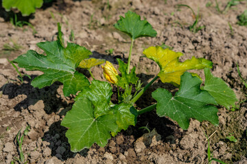 A small plant of zucchini in the garden with green leaves and one yellow leaf on the background of the soil.