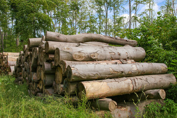 Wooden logs of beech wood in the ghost forest Nienhagen, Baltic Sea - Mecklenburg Western...