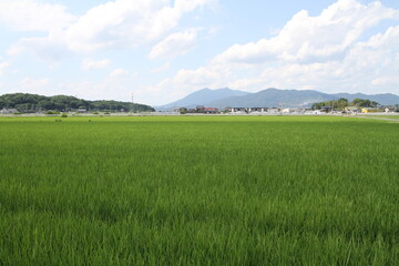 Obraz premium Mt. Tsukuba beyond Rice Field in Summer