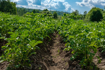 Fototapeta na wymiar Rows of tall and dense bushes of potatoes in a field against a forest and blue sky with clouds.