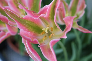 Lilie Closeup Blume Pink Grün