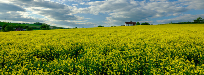 St Hubert's Church, Idsworth with spring fields of rapeseed, Hampshire, UK