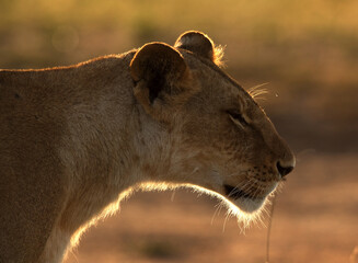 Lioness in the morning hours at Masai Mara, Kenya