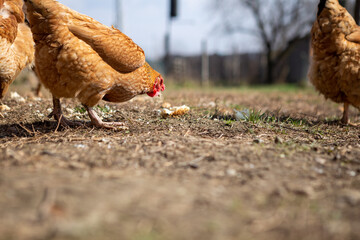 A group of chickens is found on the grass in the village. Chickens eat worms and corn from the grass.