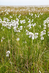 Obraz premium Cotton grass tundra