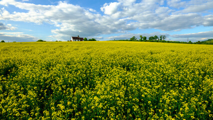 Obraz premium St Hubert's Church, Idsworth with spring fields of rapeseed, Hampshire, UK