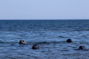 Fototapeta premium Curious seals looking at the camera in the sea