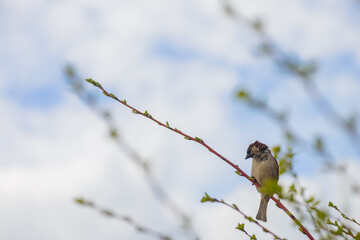 Obraz premium Sparrow perched on top of a branch