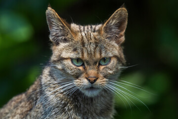 Fototapeta na wymiar Wildcat - Felis silvestris, beautiful rare wild cat from European forests, Switzerland.