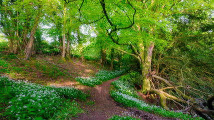 Wild garlic and country lanes in the Hangers above Petersfield, Hampshire, UK