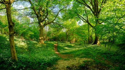Wild garlic in the woods near Privett in the South Downs National Park, Hampshire, UK