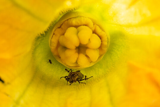 ants attacking beatle inside zucchini flower