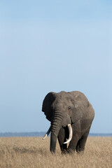 African tusker in Savannah, Masai Mara