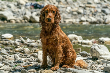 Puppy dog cocker spaniel playing on the beach