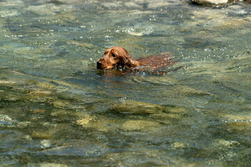 Puppy dog cocker spaniel playing on the beach