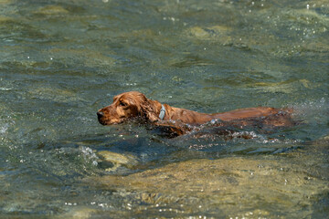 Puppy dog cocker spaniel playing on the beach