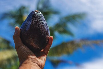 fresh avocado on a hand