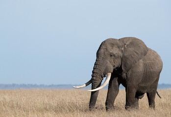 Obraz premium Portret słonia afrykańskiego w Savannah, Masai Mara
