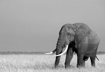Fototapeta na wymiar Portrait of a African elephant in Savannah, Masai Mara