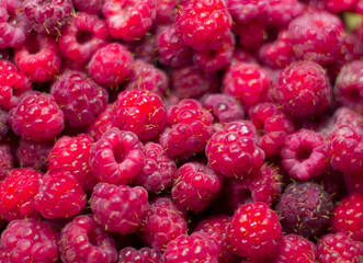 Background raspberries, a large amount of raspberries.