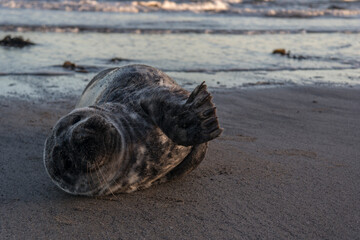 Grey Seal posing on the beach in the sun close-up