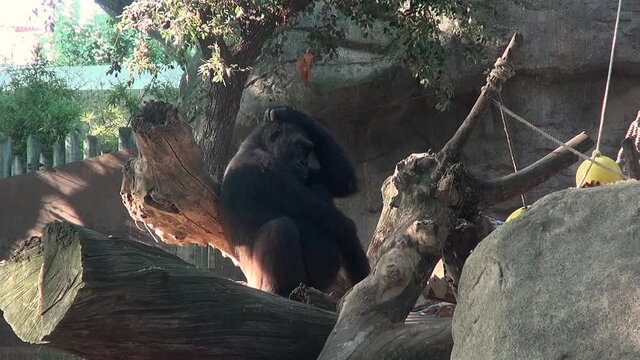 Animal fauna nature zoo conservation habitat environment captivity wildlife specimen
