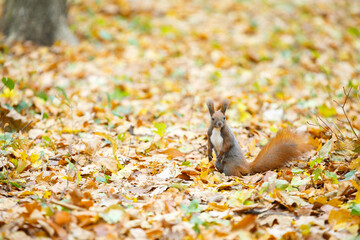 
squirrel in autumn leaves
