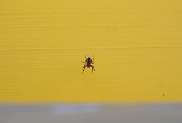 Dangerous spider in a web on a yellow background.
