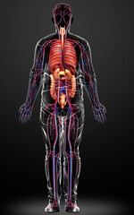 3d rendered medically accurate illustration of male Internal organs and circulatory system