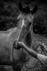 Vertical greyscale closeup shot of a person attaching the rope halter to the horse