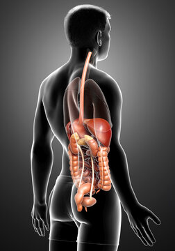 3d rendered medically accurate illustration of male Digestive System