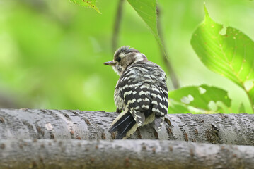 Japanese pygmy woodpecker