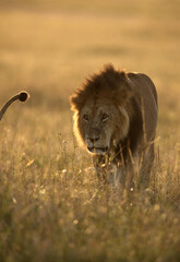 Lion following the Lioness during mating period in the morning, Masai Mara