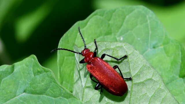 Close Up movie Red-headed Cardinal Beetle on a leaf. His Latin name is Pyrochroa serraticornis.