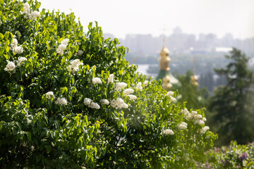 Fototapeta premium Vydubychi Monastery in Kyiv