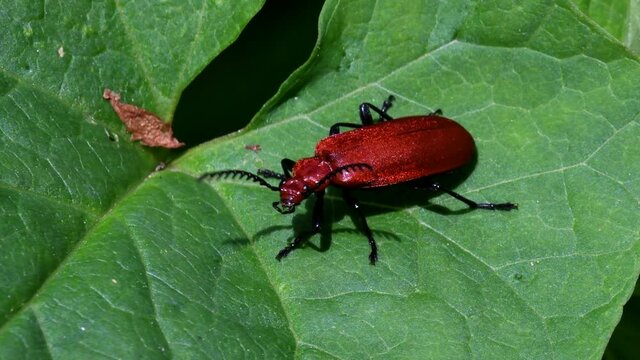 Close Up movie Red-headed Cardinal Beetle on a leaf. His Latin name is Pyrochroa serraticornis.