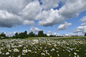 A field of daisies under a cloudy sky