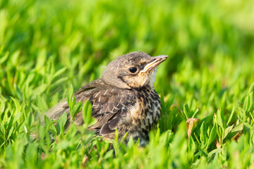 nestling thrush the Fieldfare