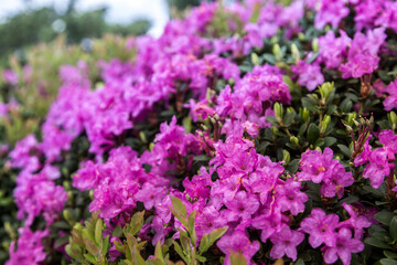 Fototapeta premium Mountain hill covered with flowering rhododendron. Beautiful flowered landscape of highest mountains