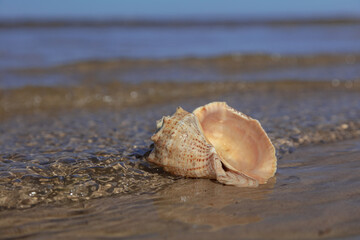 seashell in water. Close-up. There is a place for text. Concept: relax, vacation