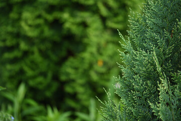 green thuja in the garden closeup