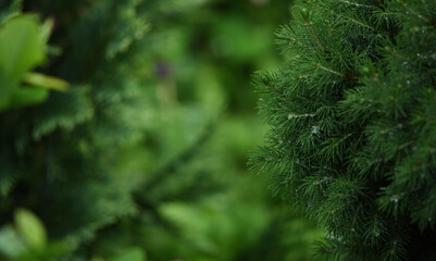 Fototapeta na wymiar green juniper in the garden close-up
