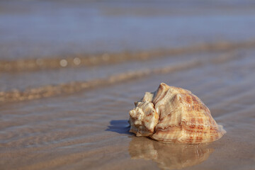 seashell in water. Close-up. There is a place for text. Concept: relax, vacation