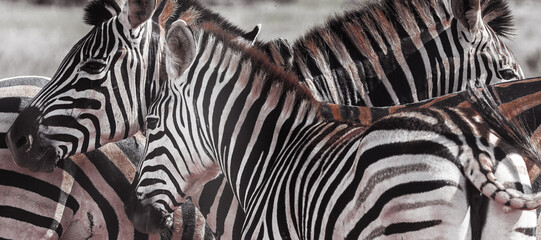 Fototapeta na wymiar Zebras im Addo Park Südafrika