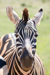 Fototapeta na wymiar Zebras im Addo Park Südafrika