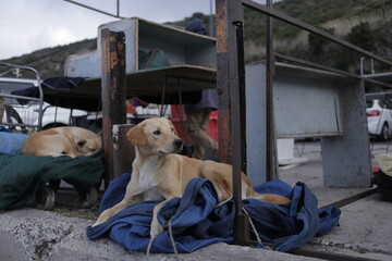 dog in the street
