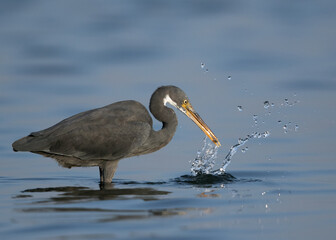 Western reef heron fishing with splash of water, Bahrain